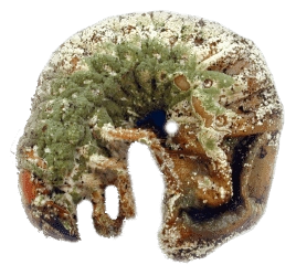 Metarhizium anisopliae